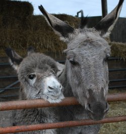 Donkey and baby donkey