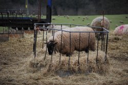 Greedy sheep! Wallpaper