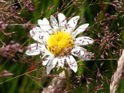 Eastcote Village Wallpaper