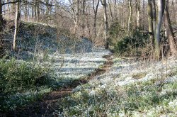 Snowdrops in woodland at Walsingham  Abbey Wallpaper