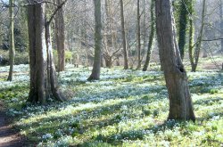 Snowdrops and woodland near Walsingham Abbey Wallpaper