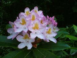 Rhododendron maximum at Otterhead Wallpaper