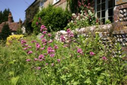 Wild flowers Wallpaper