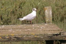 Little bird Wallpaper