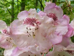 Rhododendron Hybrid 'Baroness Henry Schroeder' at Otterhead