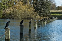 Cormorants in Hyde Park Wallpaper