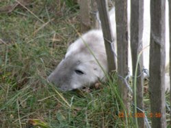 Seals on the beach Wallpaper