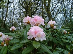 Rhododendron Hybrid 'Rosamundi' at Otterhead April 2005. Wallpaper