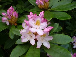 Rhododendron maximum at Otterhead June 2009 Wallpaper