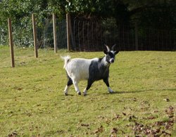 Black and White Goat Wallpaper