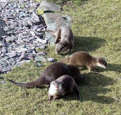 Otters again