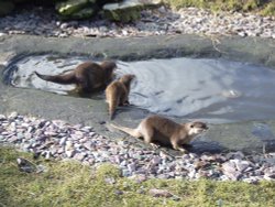Otters again