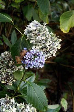 The last flush of summer.