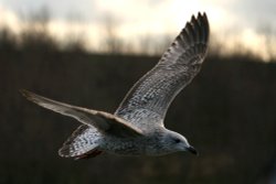 Juvenile Herring Gull Wallpaper