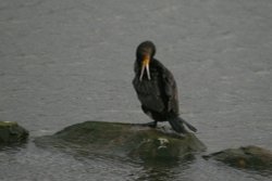 Cormorant. Wallpaper