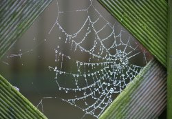 Spiders Web. Wallpaper