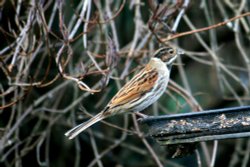 Reed Bunting. Wallpaper