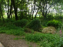 Asleep in the woods Wallpaper