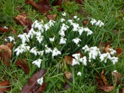 Snowdrops in the Churchyard Wallpaper