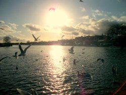 Feeding the seagulls