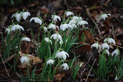 Snowdrops Wallpaper