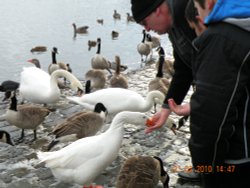 Feeding the geese Wallpaper