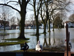 Park and Ducks Wallpaper