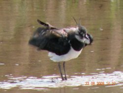 Titchwell Marsh Nature Reserve Wallpaper