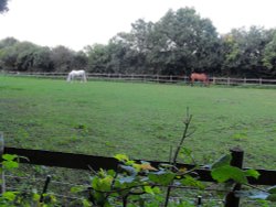 Horse pasture at the end of the lane Wallpaper