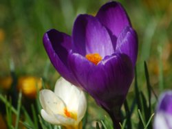 Crocuses or Croci in Jubilee Gardens, Bewdley Wallpaper
