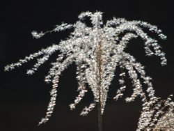 Black & white Wallpaper