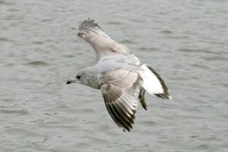 Common Gull. Wallpaper