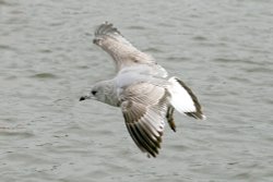 Common Gull. Wallpaper