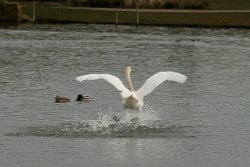Mute Swan. Wallpaper