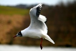 Black Headed Gull. Wallpaper