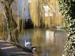 Behind the Mill Wallpaper