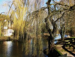 Behind the Mill Wallpaper