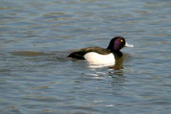 Tufted Duck male. Wallpaper