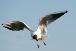 Adult Black Headed Gull Wallpaper