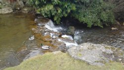 Quack of a time 1 Wallpaper