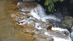 Quack of a time 2 Wallpaper