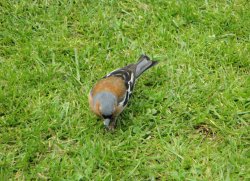 A finch at Newby Hall Wallpaper