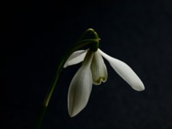 Single snowdrop, Steeple Claydon, Bucks Wallpaper
