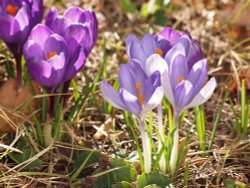 Crocuses in my garden, Steeple Claydon, Bucks Wallpaper