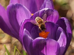 Bee on a crocus in my garden. Steeple Claydon, Bucks Wallpaper