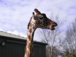 Africa Alive Wallpaper