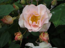 Rose at Castle Howard gardens Wallpaper