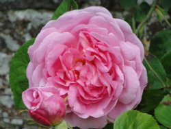 Rose at Castle Howard gardens Wallpaper