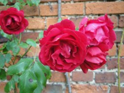 Roses at Belton House gardens Wallpaper
