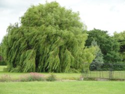 Weeping willow at Burghley park Wallpaper